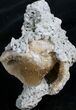 Fossil Whelk With Golden Calcite Crystals #7858-1